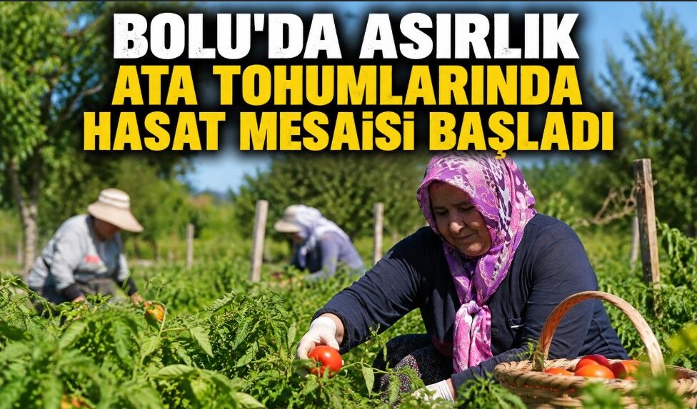 BOLU'DA ASIRLIK ATA TOHUMLARINDA HASAT MESAİSİ BAŞLADI