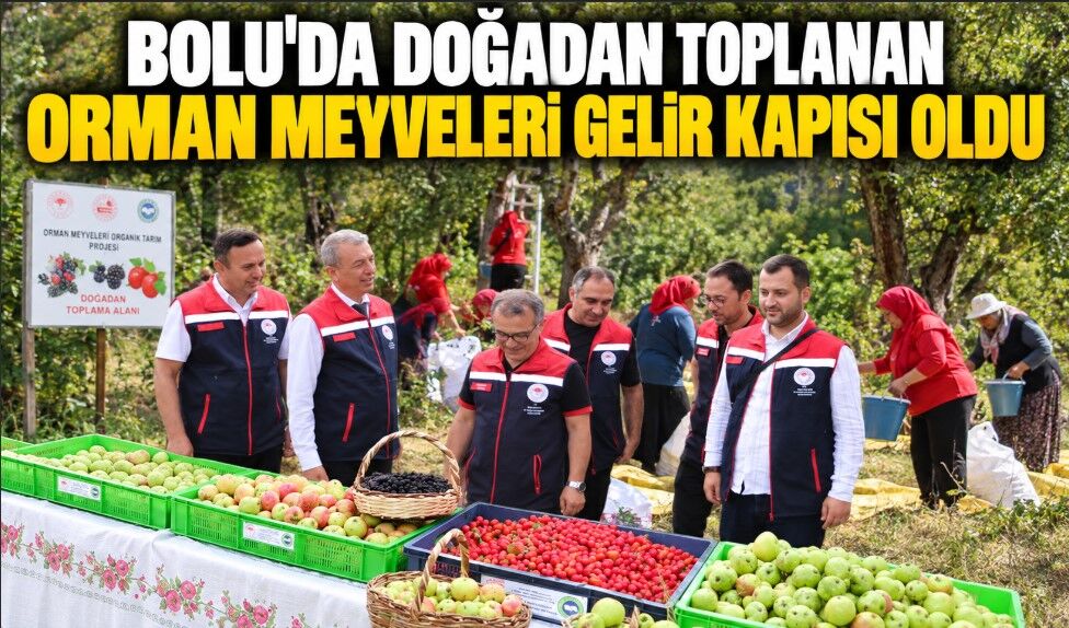 BOLU'DA DOĞADAN TOPLANAN ORMAN MEYVELERİ GELİR KAPISI OLDU