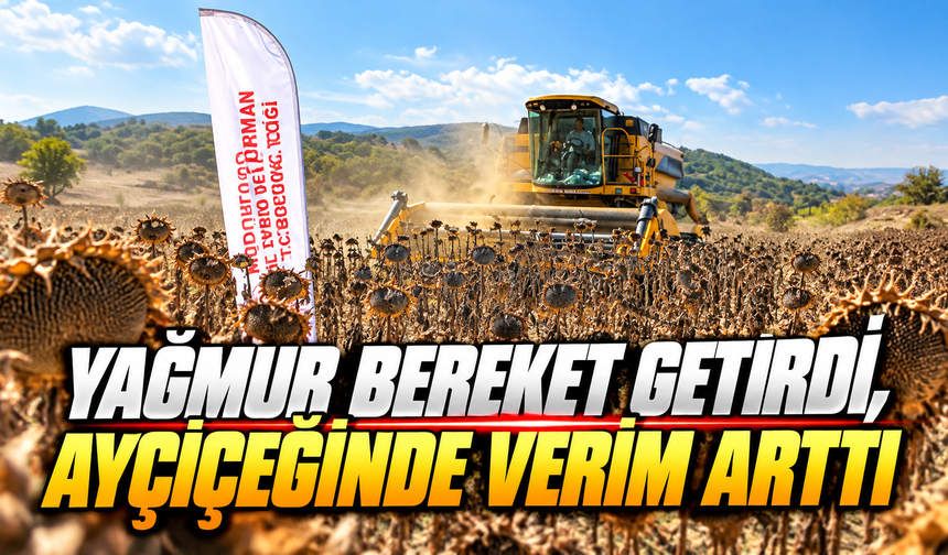 Göynük’ün Tarlalarında Sarı Bereket!