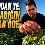 Kaymakamlık Hayalini Bıraktı, 45 Dönümlük Başarıya Ulaştı