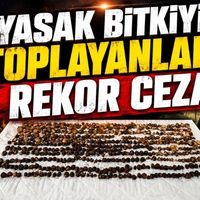Asayiş