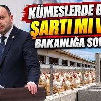 Siyaset