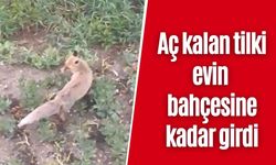 Aç kalan tilki evin bahçesine kadar girdi