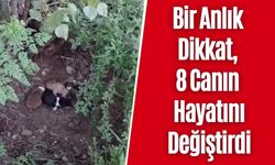 Bir Anlık Dikkat, 8 Canın Hayatını Değiştirdi
