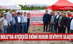 BOLU’DA AYÇİÇEĞİ EKİMİ REKOR SEVİYEYE ULAŞTI