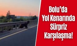 Bolu’da Yol Kenarında Sürpriz Karşılaşma!