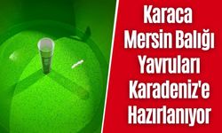 Karaca Mersin Balığı Yavruları Karadeniz'e Hazırlanıyor