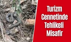 Bolu’da Nadir Görülen Zehirli Yılan Kamerada