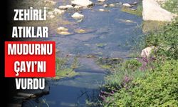 Zehirli atıklar Mudurnu Çayı’nı vurdu