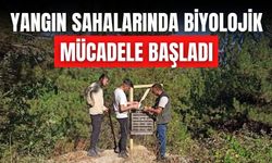 YANGIN SAHALARINDA BİYOLOJİK MÜCADELE BAŞLADI