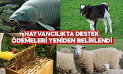 Hayvancılıkta Destek Ödemeleri Yeniden Belirlendi