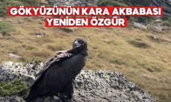 GÖKYÜZÜNÜN KARA AKBABASI YENİDEN ÖZGÜR