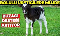 Bolulu Üreticilere Müjde! BUZAĞI DESTEĞİ ARTIYOR