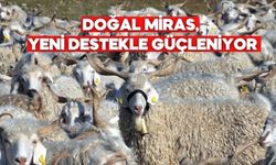 Bolu’da Tiftik Keçilerine Devlet Desteği Başladı