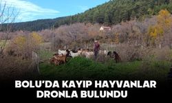 BOLU’DA KAYIP HAYVANLAR DRONLA BULUNDU