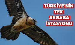 Nesli Tehlikede Akbaba Türleri Bolu’da Koruma Altında Besleniyor