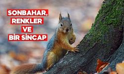 Yedigöller Milli Parkı’nda Sincaplar Sonbahara Eşlik Ediyor