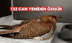 Bolu’da Vaşak’tan Kara Akbabaya Doğaya Dönüş Hikâyesi