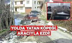 Bolu’da Bir Köpek İki Kez Şiddetin Hedefi Oldu