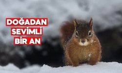 Yedigöller’de Kışın En Sevimli Misafiri Objektiflere Yansıdı