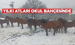 Yılkı Atları Bolu’da Okul Bahçesine İndi