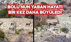 Koruma Altındalar… Bolu’da Böyle Görüntülendiler