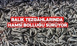 İğneada’dan Gelen Hamsi Bolu Pazarını Hareketlendirdi