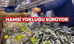 Bolu’da Balık Tezgâhlarında Hamsi Hasreti Sürüyor