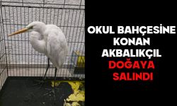 OKUL BAHÇESİNE KONAN AKBALIKÇIL DOĞAYA SALINDI