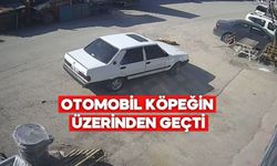 Bolu’da Otomobil Yolda Yatan Köpeği Ezdi