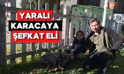 Bolu Göynük’te Yaralanan Karaca Tedavi Altına Alındı