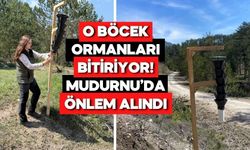 Bolu’da Ağaçları Yok Eden Böceğe Tuzak Kuruldu