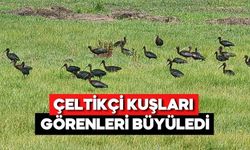 Göç Yolundaki Kuşlar Bolu’da Mola Verdi