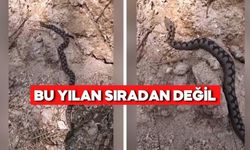 Türkiye’nin en zehirli türlerinden biri Bolu’da!