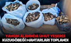 YANGIN ALANINDA UMUT YEŞERDİ:  KUZUGÖBEĞİ MANTARLARI TOPLANDI