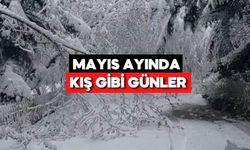 Bolu'da Hava 10 Derece Birden Düştü! Gölcük’te Ağaçlar Kar Yüküne Dayanamadı