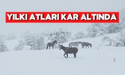Mudurnu’da Kar Yağdı, Yılkı Atları Görsel Şölen Sundu