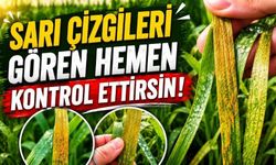 Bolu’daki Buğday Tarlaları İçin Kritik Uyarı