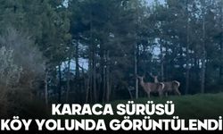 Karaca sürüsü köy yolunda görüntülendi