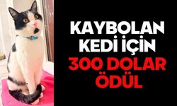 KAYBOLAN KEDİ İÇİN 300 DOLAR ÖDÜL