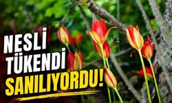 130 Yıldır Aranıyordu! Yitik Amasya Lalesini BAİBÜ'lü Akademisyen Tespit Etti