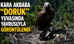 KARA AKBABA "DORUK" YUVASINDA YAVRUSUYLA GÖRÜNTÜLENDİ