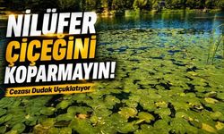 Abant ve Gölcük'te Nilüfer Sezonu Başladı, Cezalar da Hatırlatıldı