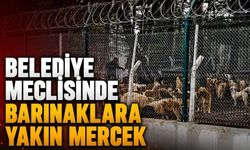Bolu Belediye Meclisinde Barınaklara Yakın Mercek