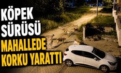 Bolu'da Başıboş Köpekler Mahallede Tedirginliğe Neden Oldu