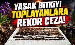 Doğadan Toplaması Yasak! 4,5 Kiloluk Salep Pahalıya Patladı