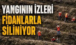 Bolu'da Binlerce Hektarlık Alan Yeniden Hayat Buluyor