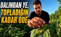 Kaymakamlık Hayalini Bıraktı, 45 Dönümlük Başarıya Ulaştı