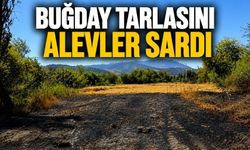Bolu'da Rüzgar Alevleri Büyüttü, Buğday Tarlası Zarar Gördü