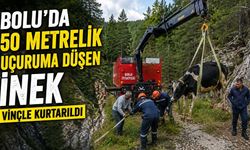 BOLU'DA 50 METRELİK UÇURUMA DÜŞEN İNEK VİNÇLE KURTARILDI